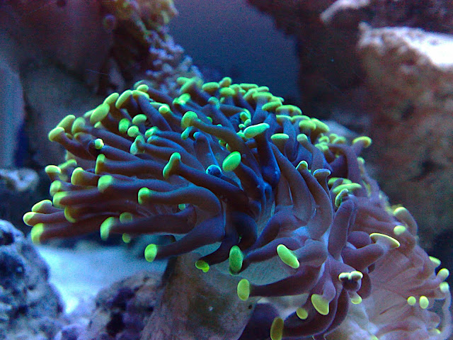 euphyillia paraancora euphyillia paraancora