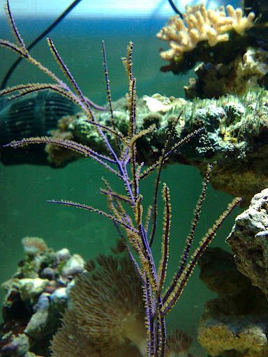 pseudopterogorgia sp violette