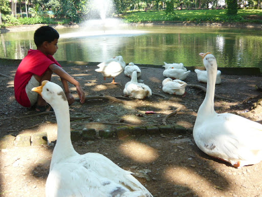 Varuna with the geese
