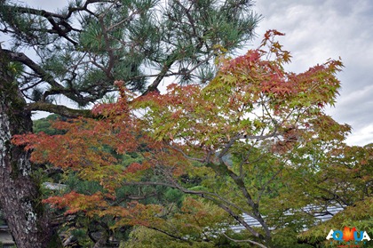 DSC_0099 DSC_0099
