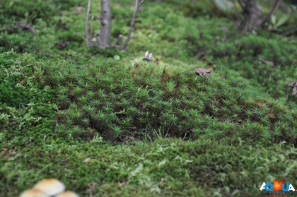 DSC_0252 DSC_0252