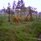 runda