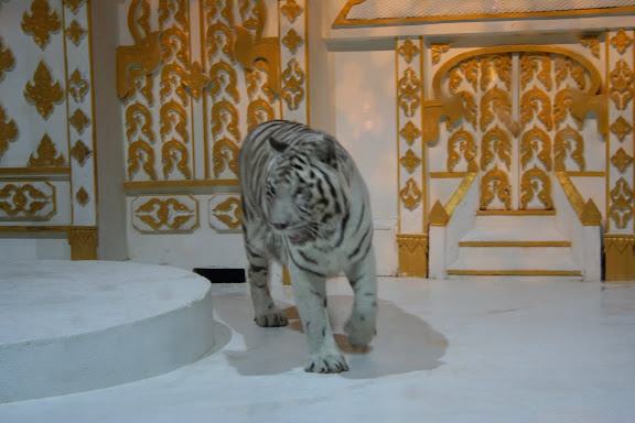 a white tiger walking on a stage