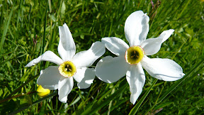 Narcisse