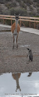 penguanaco! Photo
