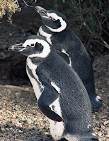 Penguin_couple Photo Penguin_couple Photo