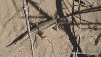 Lizard4.jpg Photo Lizard4.jpg Photo