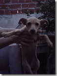 Lassie1