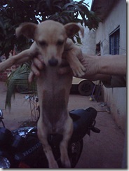 Lassie2