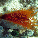 Flame Scallop