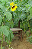 Sunflower farm