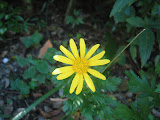 yellow flower