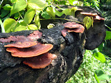 IMG_3739.JPG