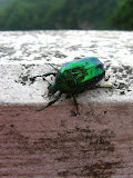 IMG_4323.JPG