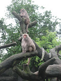 Monkeys at the Taipei Zoo