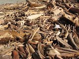 driftwood from miles up in the mountains sitting on the beach