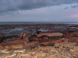 even with so much driftwood on the beach, much more came in with each high tide