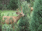 IMG_1274.JPG