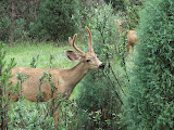 IMG_1274.JPG