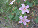 IMG_1326.JPG