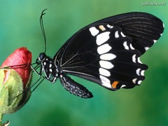 [Papilio-Polytes-Butterfly[5].jpg]