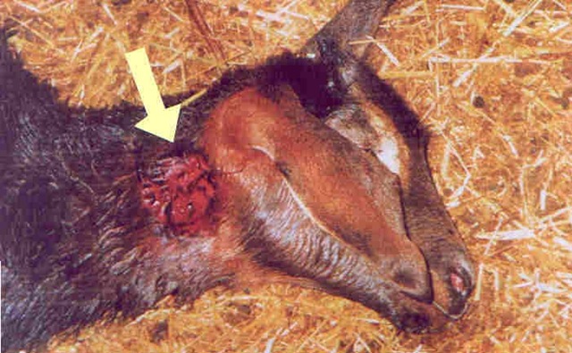 [cesariocopy[6].jpg]