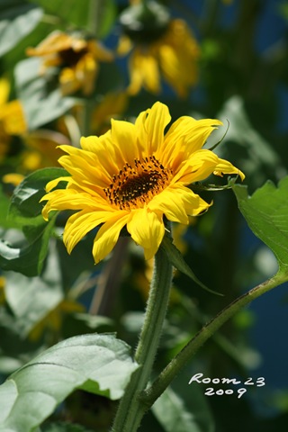 [Sunflower for blog[2].jpg]