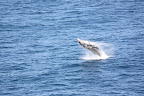 Whale watching, Royal National Park