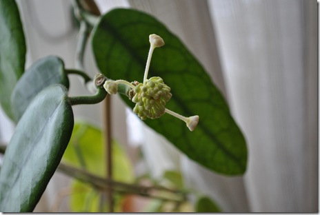 hoya globulosa