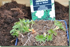 G. sang. var. 'Striatum' G. sang. var. 'Striatum'