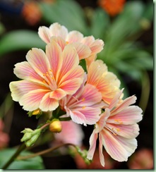 Lewisia Lewisia