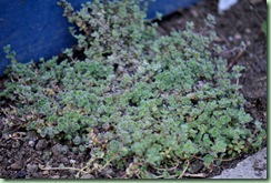 Thymus praecox var. pseudolanuginosus Thymus praecox var. pseudolanuginosus