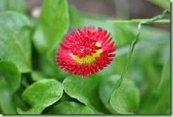 bellis bellis