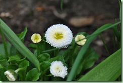 bellis bellis