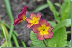 primula primula