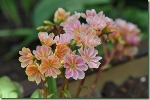 lewisia lewisia