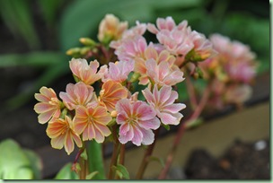 lewisia