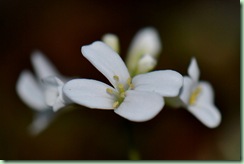 okänd vit blomma..