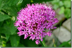 Allium 'purple sensation'