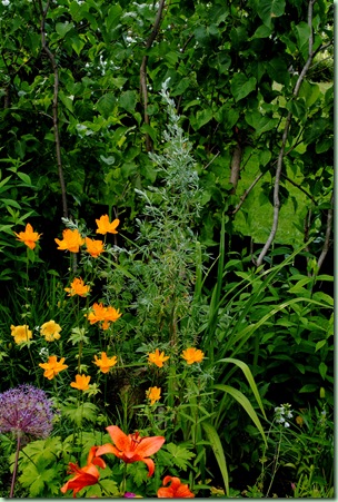 Artemisia absinthium