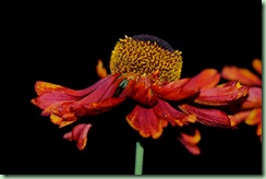 Helenium autumnale 'Redgold'