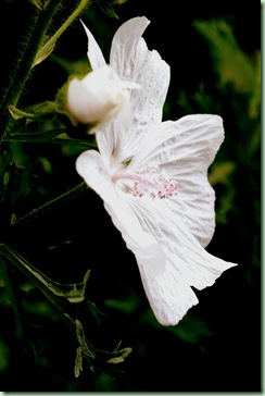 Malva moschata ‘Alba’