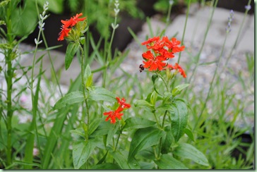 Lychnis chalcedonica