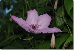 Clematis Niobe