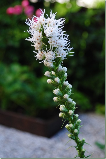 Liatris spicata ‘Floristan Weiss’ Liatris spicata ‘Floristan Weiss’