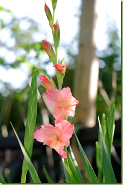 Gladiolus 'Queensday'