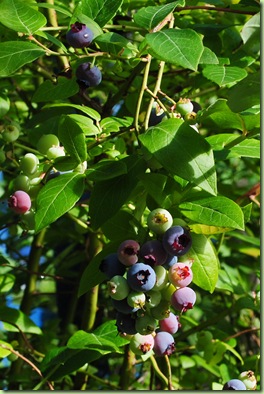 amerikansk blåbärsbuske