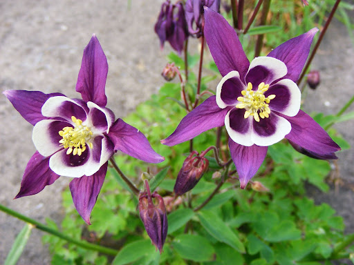 Aquilegia Seed
