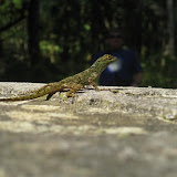 Lizard