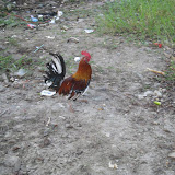 Another rooster.